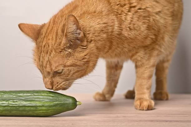 The purpose of this image is to show how to look Cats Eat Cucumber