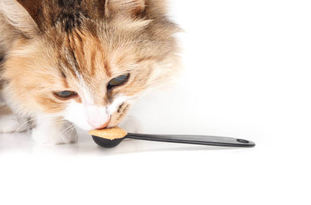 The purpose of this image is to show how to look Cats Eat Butter