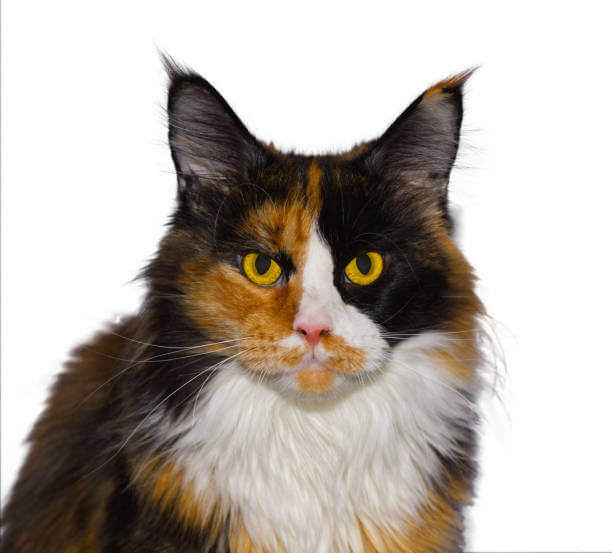 The purpose of this image is to show how to look Calico Maine Coon Cat 