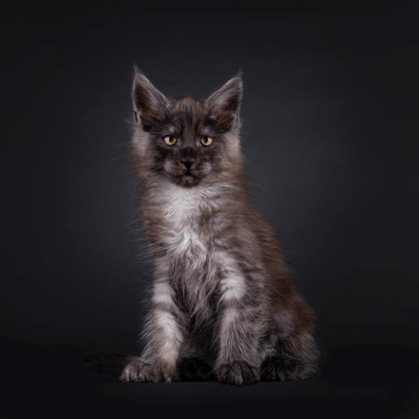The purpose of this image is to show how to look  Black Smoke Maine Coons