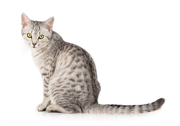 The purpose of this image is toshow how to look Silver Tabby Cats