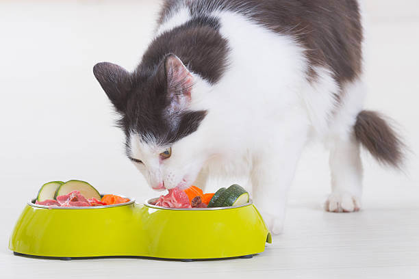 The purpose of this image is to show how to look Cats Eat Celery