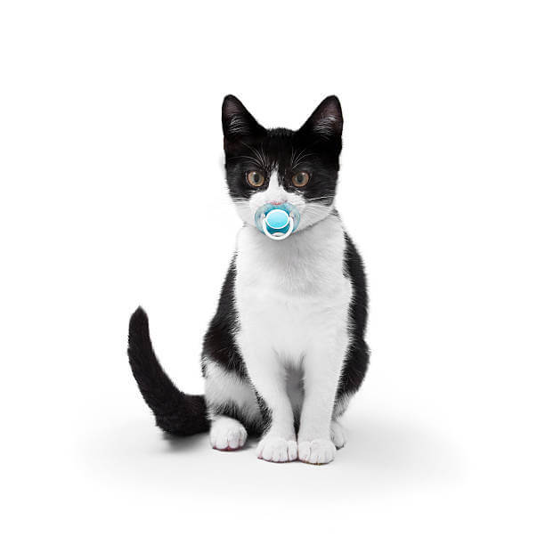 The purpose of this image is to show how to look Kitten Pacifier
