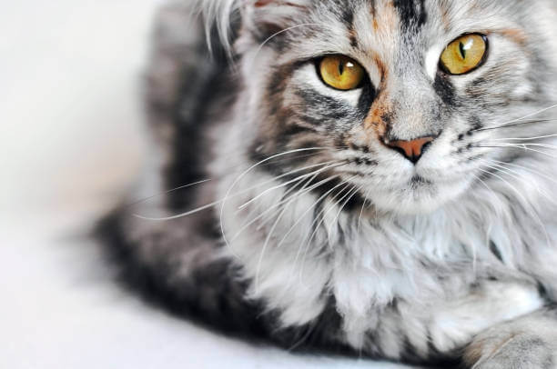The purpose of this image is to show how to look  Silver Maine Coon Cats