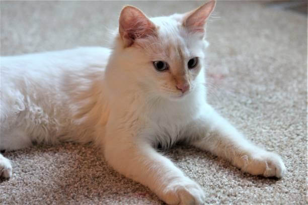 The purpose of this image is to show how to look Flame Point Siamese Cat