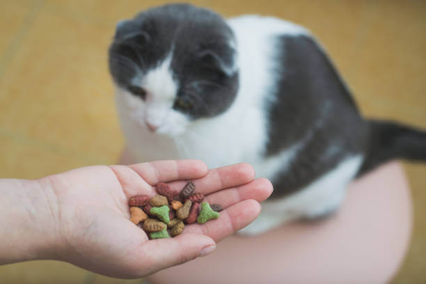 The purpose of this image is to show how to look Can Cats Eat Green Beans