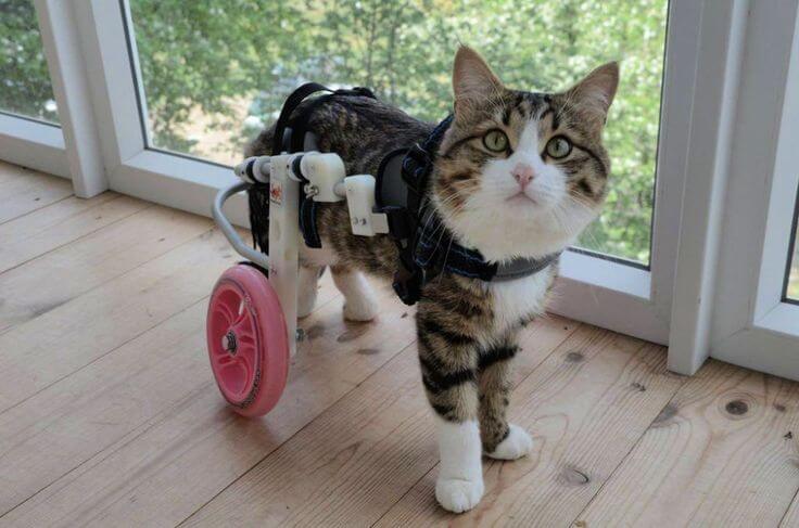 The purpose of this image is to show how to look cat wheelchair