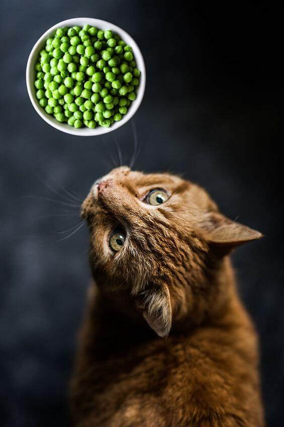 The purpose of this image is to show how to look Can Cats Eat Peas?