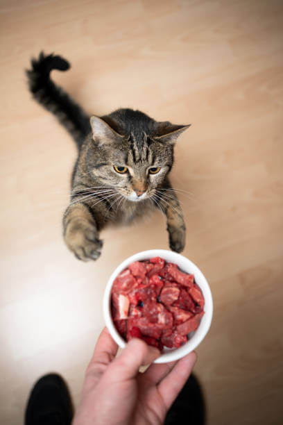 The purpose of this image is to show how to look Human Grade Cat Food