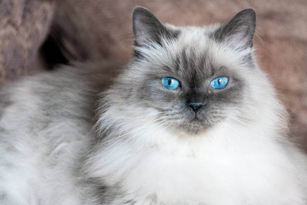 The purpose of this image is to show how to look Siamese Cat vs Himalayan Cat