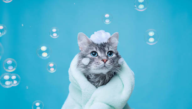The purpose of this image is to show how to look Dog Shampoo on Cats
