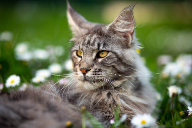 The purpose of this image is to show how 
to look Maine Coon Cat is a Mix