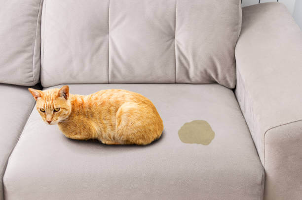 The purpose of this image is to show how to look Cat Pee Out of Your Couch
