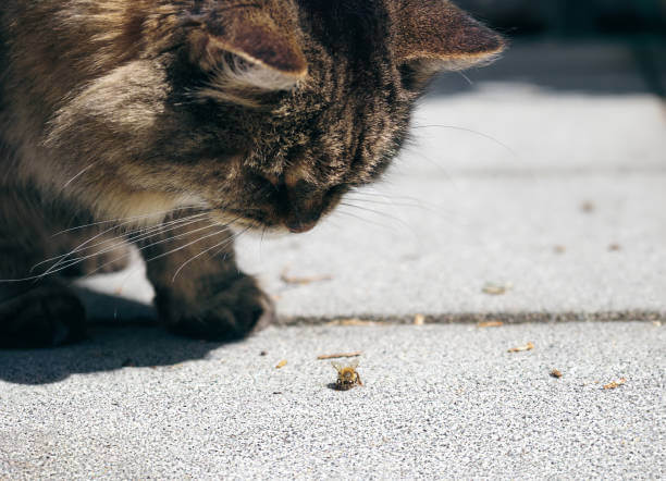 The purpose of this image is to show how to look Cats Stung by Bees or Wasps