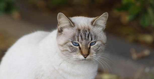 The purpose of this image is to show how to look White Siamese Cat
