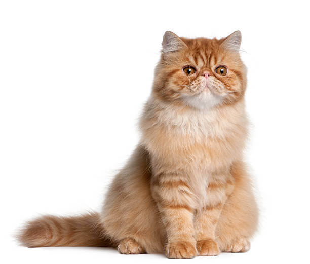 The purpose of this image is to show how to look Orange Persian Cat