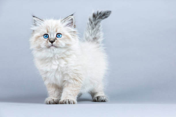 The purpose of this image is to show how to look 8 Hypoallergenic Cat Breeds for People with Allergies