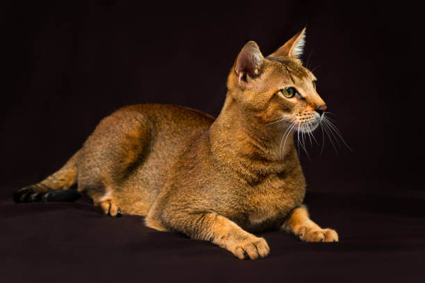 The purpose of this image is to show how to look Chausie Cat Breed