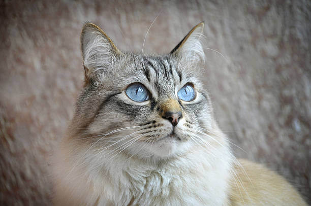 The purpose of this image is to show how to look Ojos Azules Cat