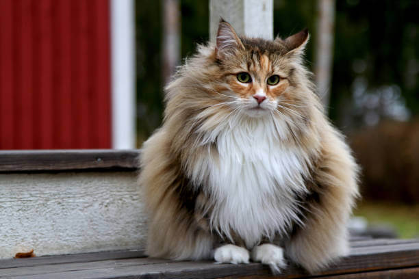 The purpose of this image is to show how to look Norwegian Forest Cat