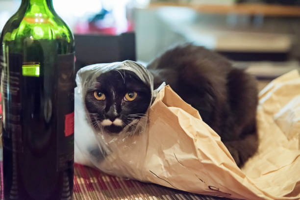 The purpose of this image is to show how to look Can Cats Drink Wine?
