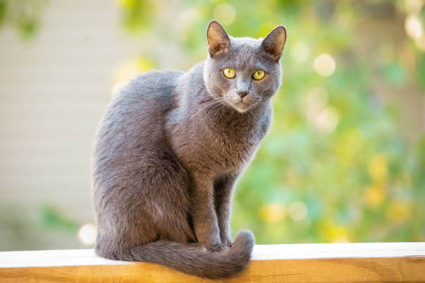The purpose of this image is to show how to look 12 Best Indoor Cat Breeds