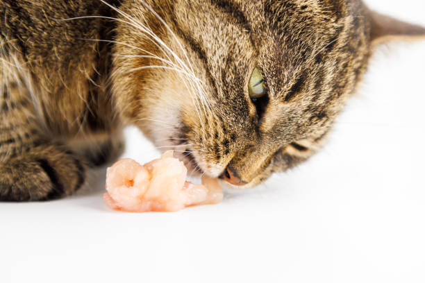 The purpose of this image is to show how to look Can Cats Eat Raw Chicken?