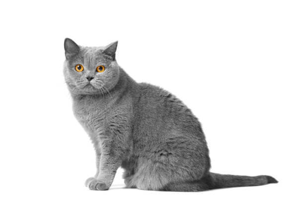 The purpose of this image is to show how to look 12 Best Indoor Cat Breeds