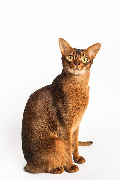 The purpose of this image is to show how to look 10 Most Popular Cat Breeds