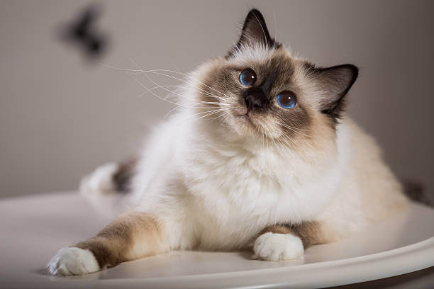 The purpose of this image is to show how to look 10 Most Popular Cat Breeds