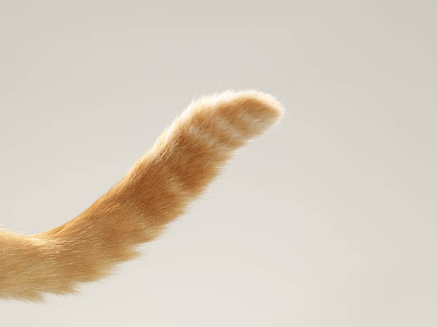 The purpose of this image is to show how to look How to Spot a Broken Cat Tail